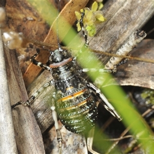 Acripeza reticulata at Uriarra Village, ACT - 6 Dec 2024 09:31 AM