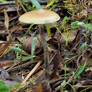 Psilocybe sp. (Psilocybe) at Uriarra Village, ACT by KenT