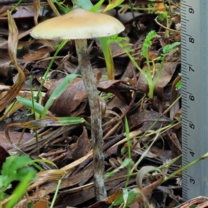 Psilocybe sp. at suppressed - suppressed