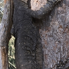 Varanus rosenbergi at Kangaroo Valley, NSW - 11 Aug 2024 by Chakola