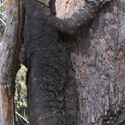 Varanus varius (Lace Monitor) at Kangaroo Valley, NSW - 11 Aug 2024 by Chakola