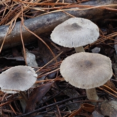 Tricholoma terreum (Grey Knight or Dirty Tricholoma) at Uriarra Village, ACT - 13 May 2024 by KenT