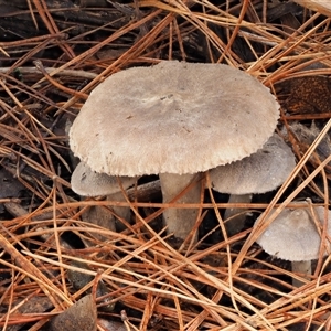 Tricholoma terreum at Uriarra Village, ACT - 13 May 2024