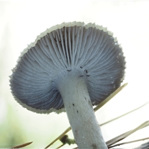 Tricholoma terreum at Uriarra Village, ACT - 13 May 2024