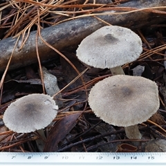 Tricholoma terreum at Uriarra Village, ACT - 13 May 2024