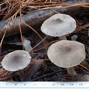 Tricholoma terreum at Uriarra Village, ACT - 13 May 2024 01:56 PM