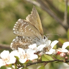 Neolucia agricola (Fringed Heath-blue) at Uriarra Village, ACT - 6 Dec 2024 by Harrisi