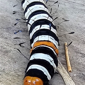 Agarista agricola at Kangaroo Valley, NSW - suppressed