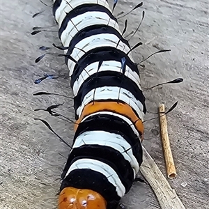 Agarista agricola at Kangaroo Valley, NSW by Chakola