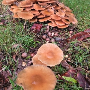 Unidentified Fungus at Kangaroo Valley, NSW by Chakola