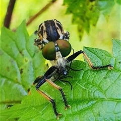 Austroscolia soror at Kangaroo Valley, NSW - suppressed