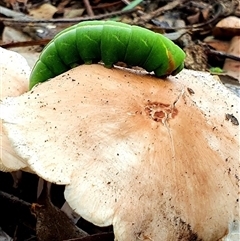 Austroscolia soror at Kangaroo Valley, NSW - suppressed
