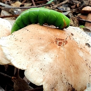 Austroscolia soror at Kangaroo Valley, NSW - suppressed
