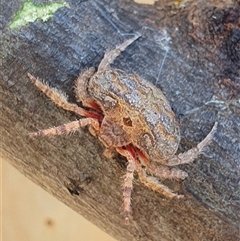Austroscolia soror at Kangaroo Valley, NSW - suppressed