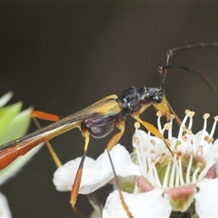 Macrones besti (Longhorn beetle) at Brindabella, NSW - 6 Dec 2024 by Harrisi