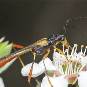 Macrones sp. (genus) at Brindabella, NSW by Harrisi