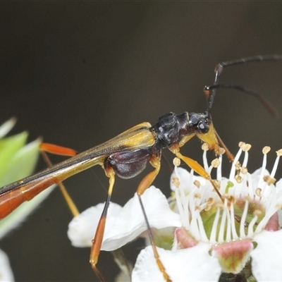 Macrones sp. (genus) at Brindabella, NSW - 5 Dec 2024 by Harrisi