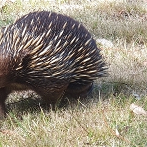 Tachyglossus aculeatus at Kangaroo Valley, NSW - suppressed