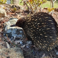 Tachyglossus aculeatus at Kangaroo Valley, NSW - suppressed