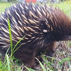 Tachyglossus aculeatus at Kangaroo Valley, NSW - suppressed