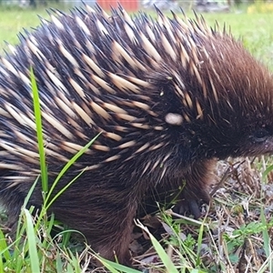 Tachyglossus aculeatus at Kangaroo Valley, NSW - suppressed