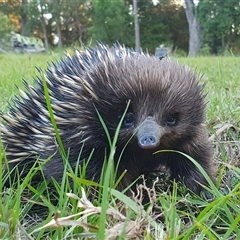 Tachyglossus aculeatus at Kangaroo Valley, NSW - suppressed