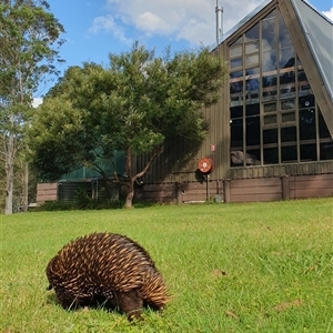 Tachyglossus aculeatus at Kangaroo Valley, NSW - suppressed