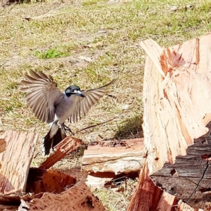 Cracticus torquatus at Kangaroo Valley, NSW - 21 Jul 2023