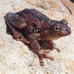 Litoria peronii (Peron's Tree Frog, Emerald Spotted Tree Frog) at Kangaroo Valley, NSW - 3 May 2023 by Chakola