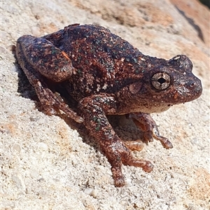 Litoria peronii at Kangaroo Valley, NSW - suppressed