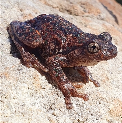 Litoria peronii (Peron's Tree Frog, Emerald Spotted Tree Frog) at Kangaroo Valley, NSW - 3 May 2023 by Chakola