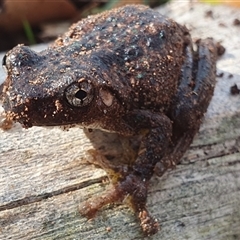 Litoria peronii at Kangaroo Valley, NSW - suppressed