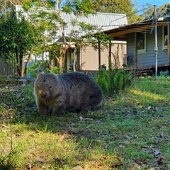 Vombatus ursinus (Common wombat, Bare-nosed Wombat) at Kangaroo Valley, NSW - 13 Dec 2021 by Chakola