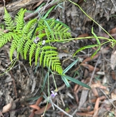 Glycine sp. at Yerriyong, NSW - 6 Dec 2024 by lbradley