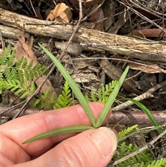 Glycine sp. at Yerriyong, NSW - 6 Dec 2024