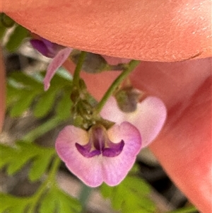 Glycine sp. at Yerriyong, NSW - 6 Dec 2024 03:10 PM