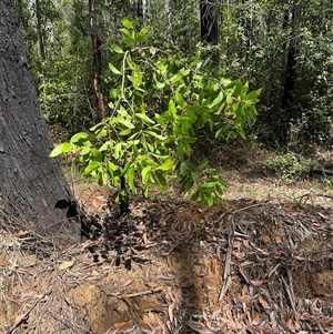 Persoonia levis (Broad-leaved Geebung) at Yerriyong, NSW by lbradley