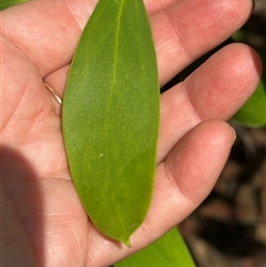 Persoonia levis at Yerriyong, NSW - suppressed