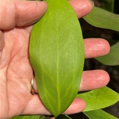 Persoonia levis at Yerriyong, NSW - suppressed