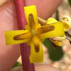 Persoonia levis at Yerriyong, NSW - suppressed