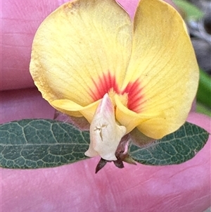 Platylobium formosum (Handsome Flat Pea) at Yerriyong, NSW by lbradley