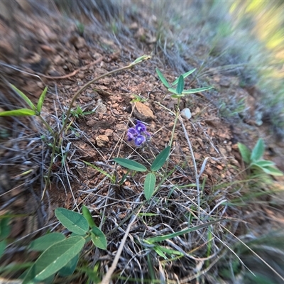 Glycine tabacina (Variable Glycine) at Bredbo, NSW - 5 Dec 2024 by WhiteRabbit