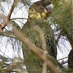 Calyptorhynchus lathami lathami (Glossy Black-Cockatoo) at Hill Top, NSW - 16 Oct 2024 by GITM2