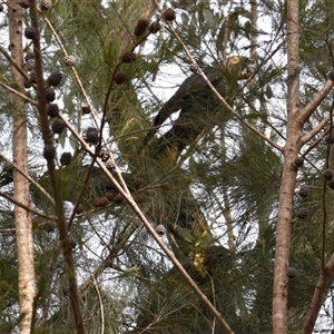 Calyptorhynchus lathami lathami at Hill Top, NSW - suppressed