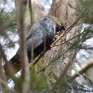 Calyptorhynchus lathami lathami at Hill Top, NSW - suppressed