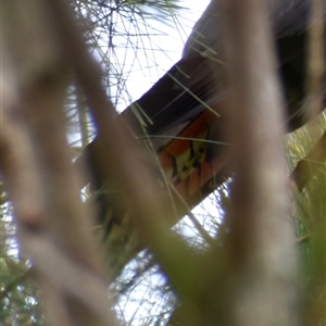 Calyptorhynchus lathami lathami at Hill Top, NSW - suppressed