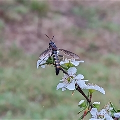 Diochlistus sp. (genus) (A Mydid Fly) at O'Malley, ACT - 7 Dec 2024 by Mike