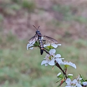 Diochlistus sp. (genus) (A Mydid Fly) at O'Malley, ACT by Mike