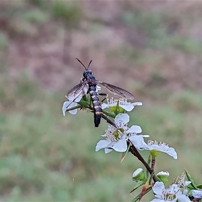 Diochlistus sp. (genus) (A Mydid Fly) at O'Malley, ACT - 7 Dec 2024 by Mike