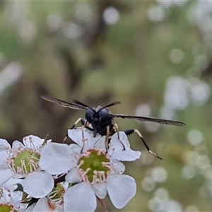 Diochlistus sp. (genus) at O'Malley, ACT - 7 Dec 2024